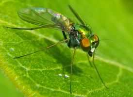 Long-legged Flies Long-legged Flies